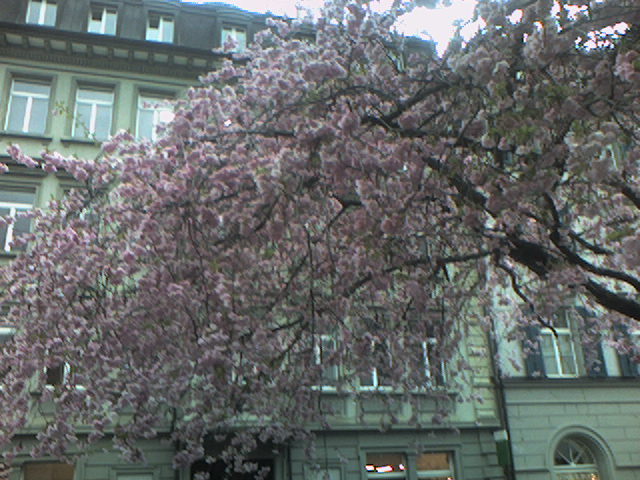 Blühender Baum